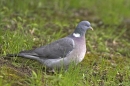Woodpigeon.01/05/'10.