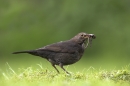 Blackbird f with worms.03/05/'10.