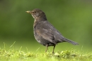 Female Blackbird.03/05/'10.