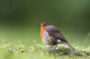 Robin on lawn.05/05/'10.