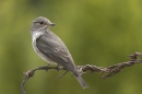 Spotted Flycatcher on barbed wire 4. Jun '10.