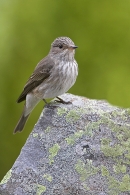 Spotted Flycatcher on lichen rock 6. Jun '10.