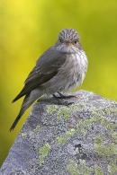 Spotted Flycatcher on lichen rock 2. Jun '10.