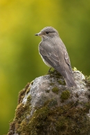Spotted Flycatcher on mossy rock 5. Jun '10.