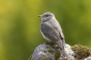 Spotted Flycatcher on mossy rock 3. Jun '10.