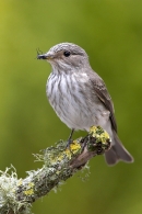 Spotted Flycatcher on lichen branch 2. Jun '10.