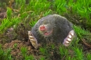 Emerging Mole. Sept '10.