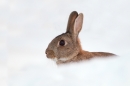 Rabbit in snow. Dec. '10.