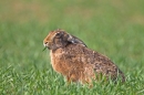 Brown Hare,sat eating. Apr. '11.