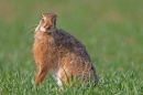 Brown Hare,with attitude. Apr. '11.