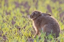 Young Brown Hare,sat backlit. Apr. '11.