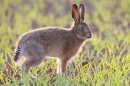 Young Brown Hare,stood backlit. Apr. '11.