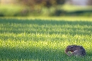 Brown Hare,grooming. Apr. '11.