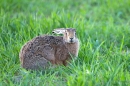 Brown Hare,staring me out. Apr. '11.