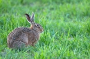Brown Hare,sat feeding. Apr. '11.