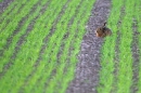 Brown Hare,sat in crop lines. May '11.