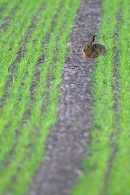 Brown Hare in crop lines 2. May. '11.