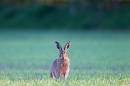 Brown Hare sat,ears up. May. '11.