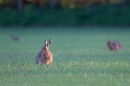 Brown Hare,spotlit. May. '11.