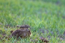 Leveret 1. May. '11.