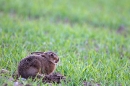 Cheeky Leveret. May. '11.