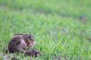 Leveret,grooming. May. '11.