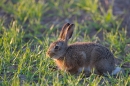 Leveret 2. May. '11.