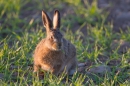 Leveret feeding. May. '11.