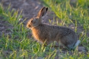 Leveret 3. May. '11.