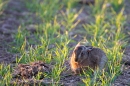 Leveret grooming 2. May. '11.