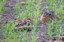 Leveret 4. May. '11.