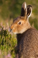 Mountain Hare Portrait. July '11.