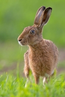 Brown Hare. Aug.'11.