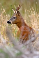 Roe Buck. Aug. '11.