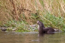 Otter having a scratch. Aug. '11.