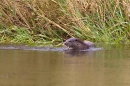 Otter feeding on eel 5. Aug. '11.