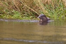 Otter feeding on eel 4. Aug. '11.