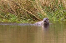 Otter feeding on eel 2. Aug. '11.