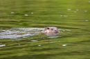 Otter swimming in green 2. Aug. '11.