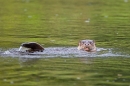 Otter swimming and posing 2. Aug. '11.