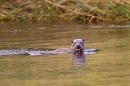 Otter swimming and posing 1. Aug. '11.