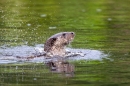 Otter rising up through the water. Aug. '11.