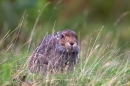 Mountain Hare feeding on grass seed,in the rain 3. Sept.'11