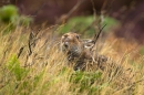 Mountain Hare feeding in grasses and burnt heather. Sept. '11.