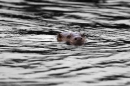 Otter in b&w. Sept. '11.