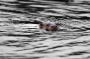 Otter in b&w. Sept. '11.