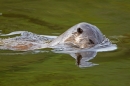 Otter diving. Sept. '11.