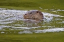 Otter head 4. Sept. '11.