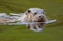 Otter head 3. Sept. '11.