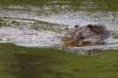 Otter head,close up. Sept. '11.